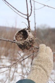 birds nest for docs