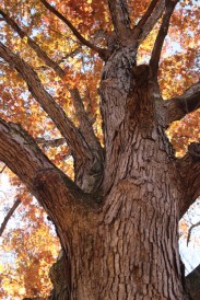 fall oak tree for docs