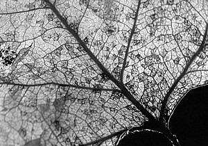 leaf Nature 113